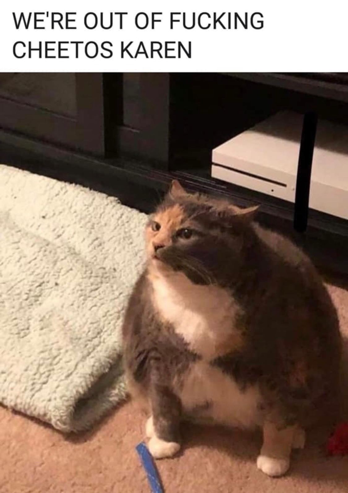 A chunky meme cat reacting to a Cheetos shortage