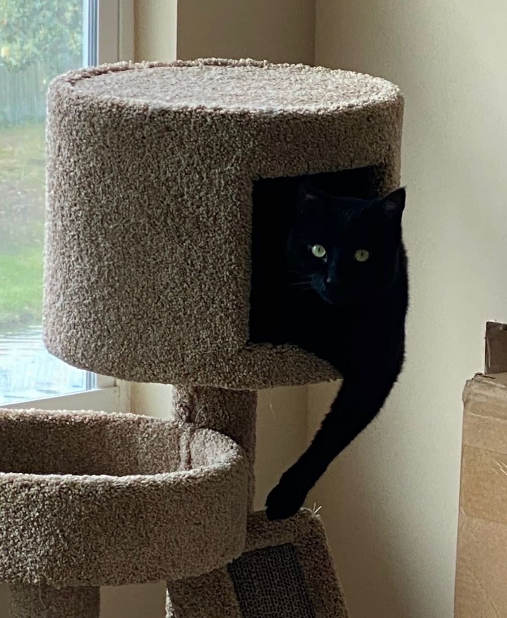 Black cat peeking from a cozy cat house