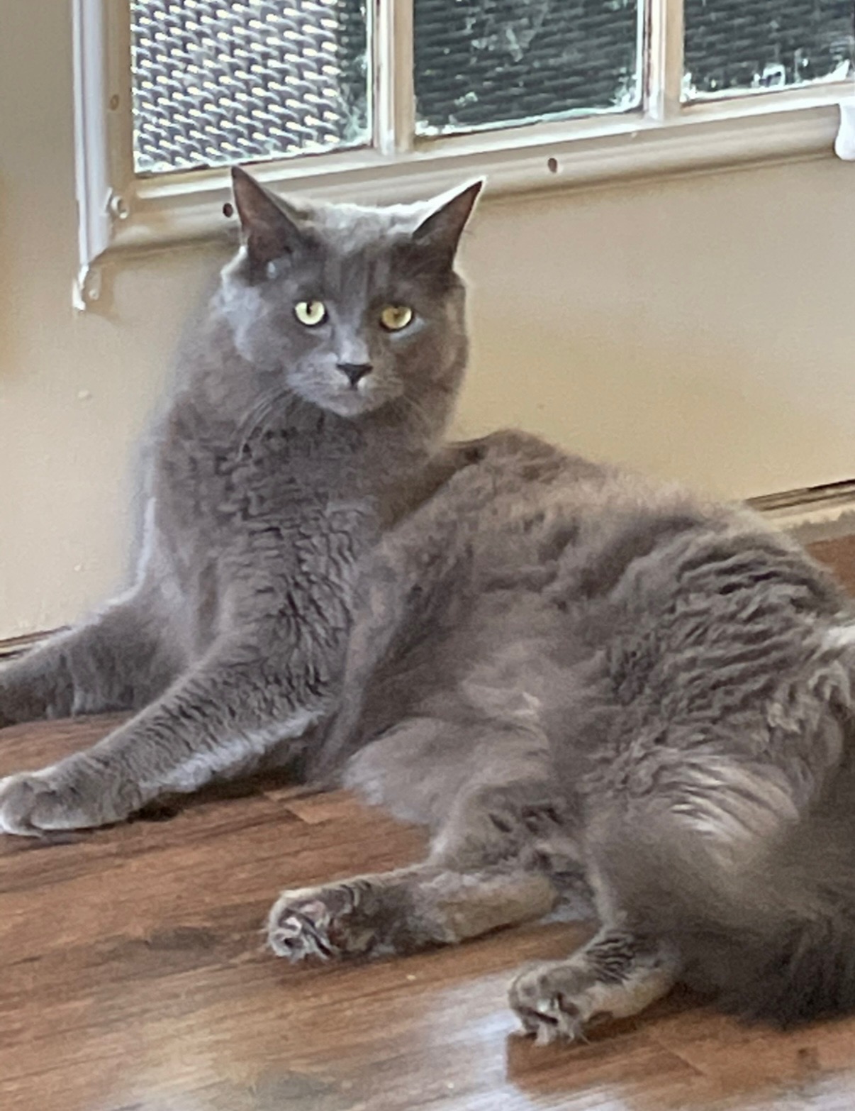 Fluffy gray cat lounging with a powerful glare